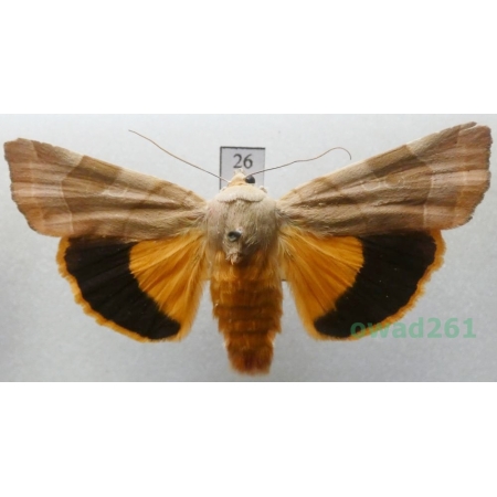 Noctua fimbriata (Schreber, 1759) Rolnica aksamitka Czech26